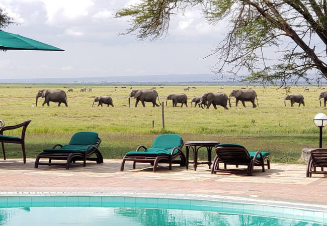 beach with view of elephants