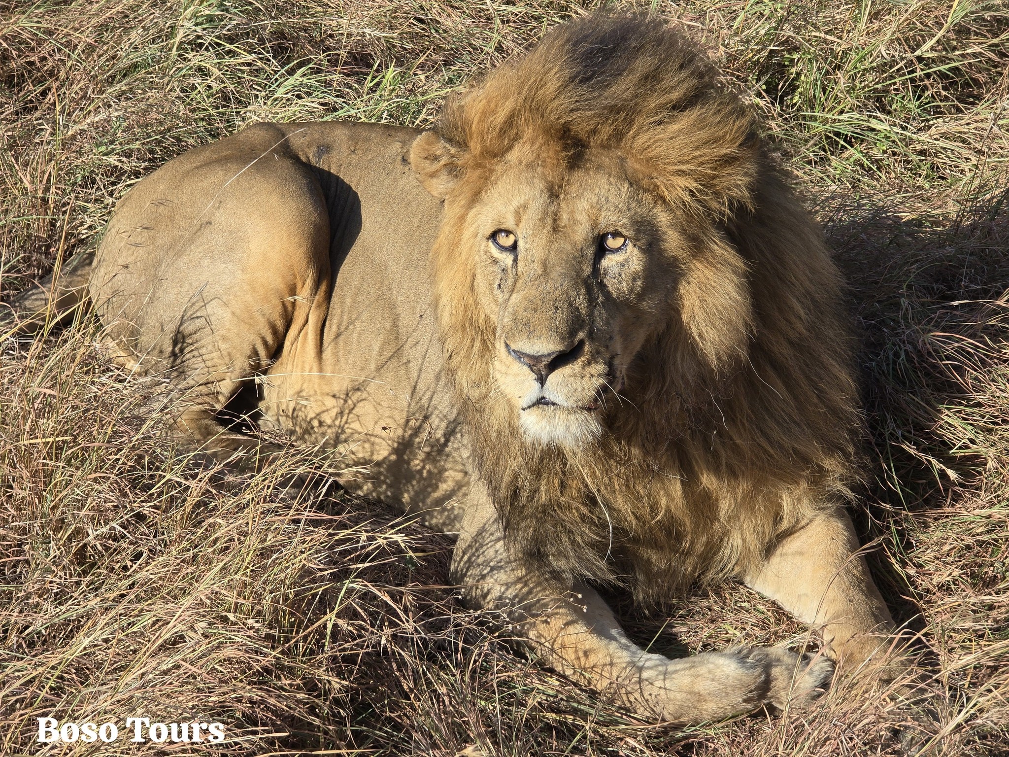 a big male lion sitting on grassland